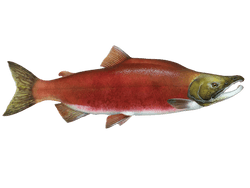 Sockeye Salmon